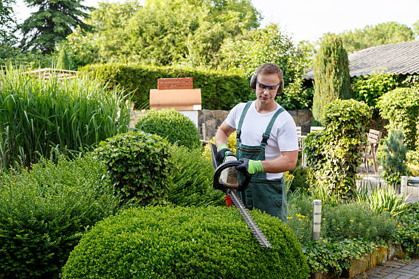 Connelly Springs, NC Tree Services Company